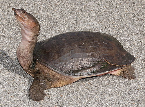 Florida softshell turtle